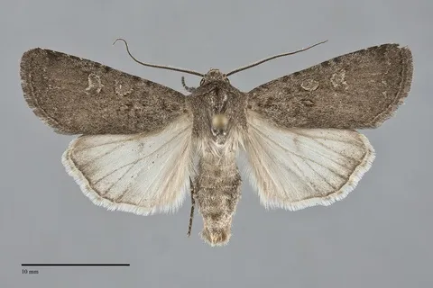 Euxoa cana