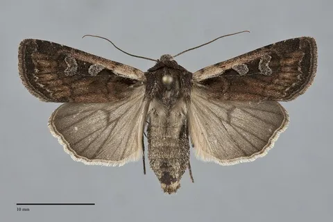 Euxoa castanea