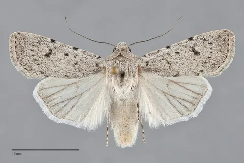 Euxoa catenula