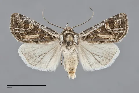 Euxoa cicatricosa