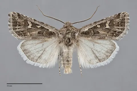 Euxoa cinereopallidus