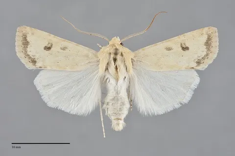 Euxoa citricolor