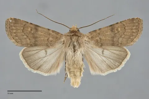 Euxoa comosa