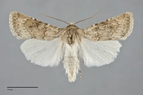 Euxoa cona