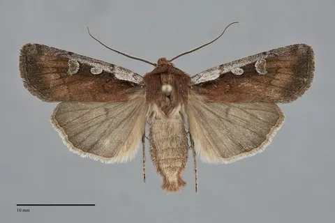 Euxoa costata