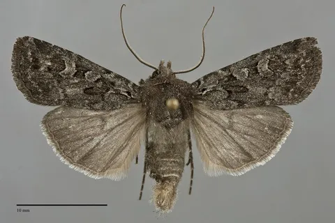 Euxoa cryptica
