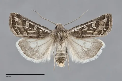 Euxoa dargo