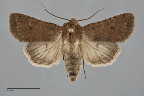 Euxoa difformis