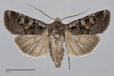 Euxoa divergens