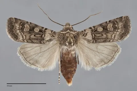 Euxoa dodi