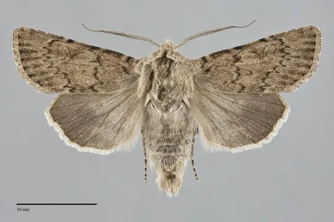 Euxoa edictalis