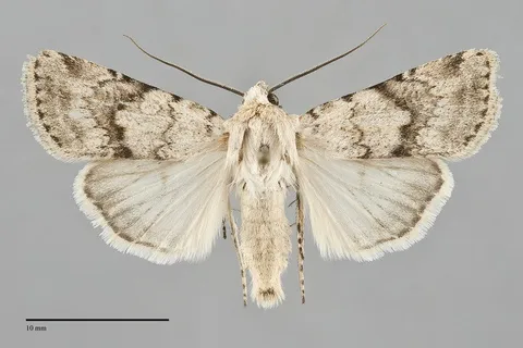 Euxoa emma