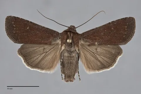 Euxoa excogita