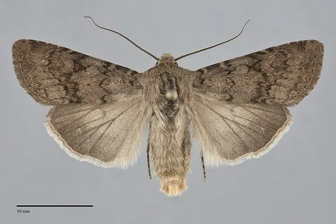 Euxoa extranea
