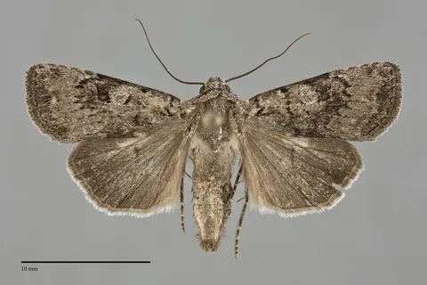 Euxoa faulkneri