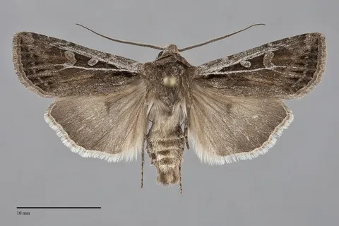 Euxoa furtivus