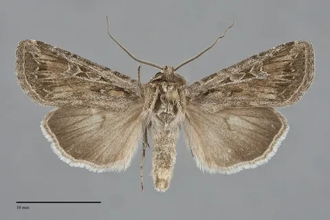 Euxoa hardwicki