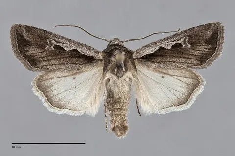 Euxoa hollemani