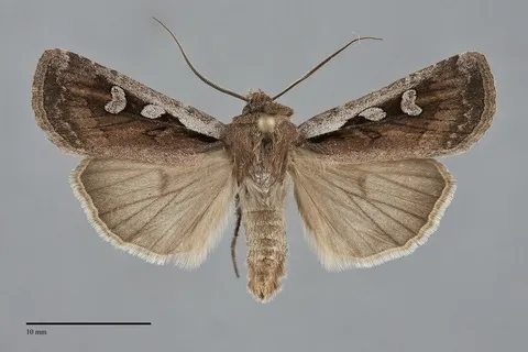 Euxoa idahoensis