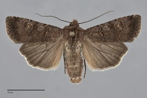 Euxoa infausta
