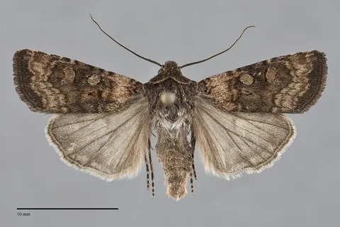 Euxoa infracta
