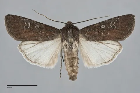Euxoa intermontana