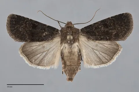 Euxoa intrita