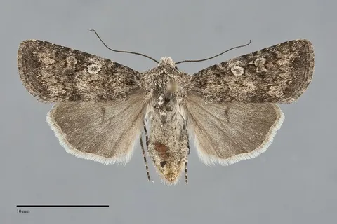 Euxoa latro