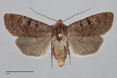 Euxoa lewisi