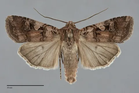 Euxoa lillooet