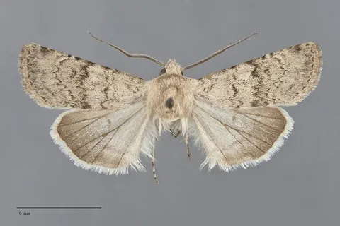 Euxoa lineifrons