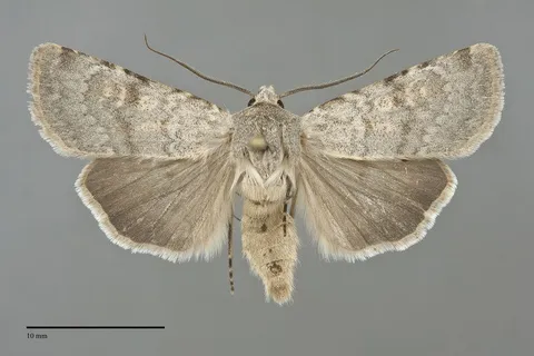 Euxoa lucida