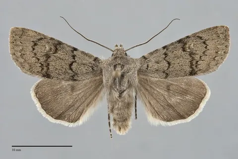 Euxoa macleani