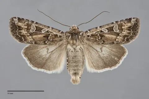 Euxoa manitobana