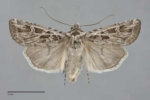 Euxoa melura