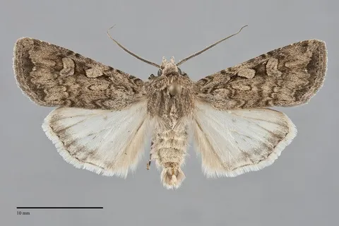 Euxoa messoria