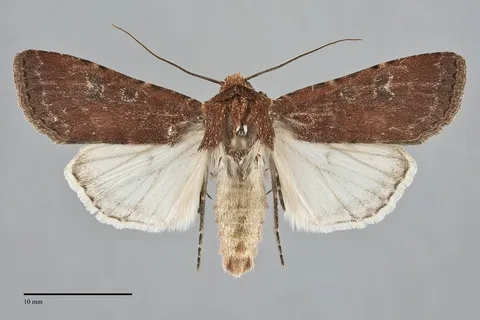 Euxoa mimallonis