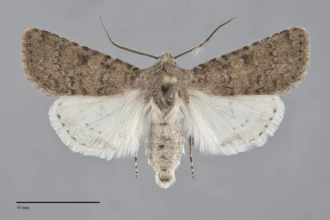 Euxoa mitis