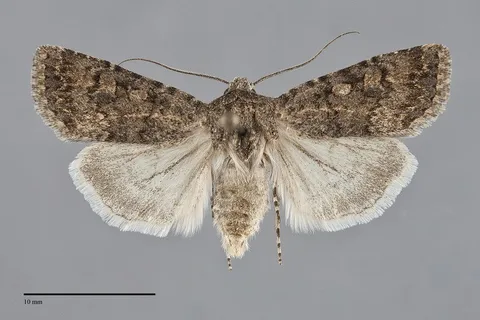 Euxoa moerens