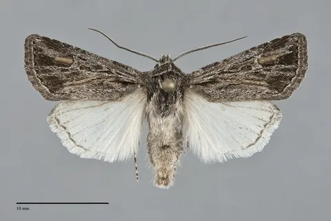 Euxoa nevada