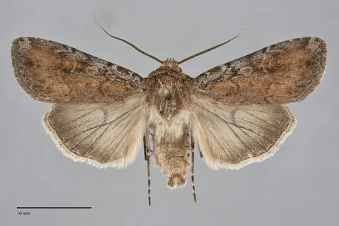 Euxoa nostra