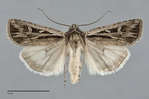Euxoa oblongistigma