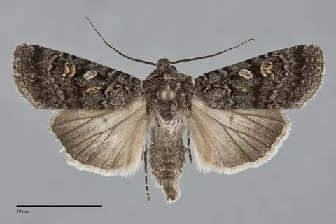 Euxoa occidentalis