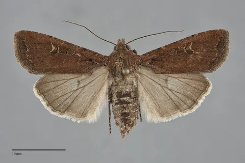 Euxoa ochrogaster