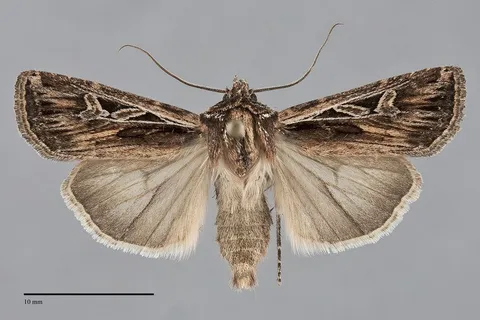Euxoa olivalis
