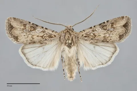 Euxoa olivia