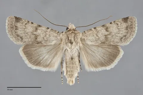 Euxoa pallidimacula