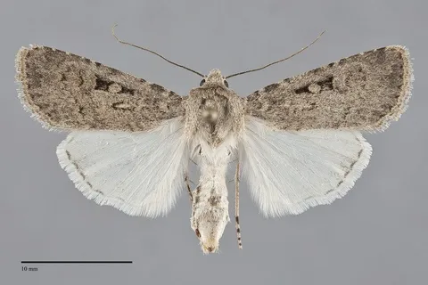 Euxoa pallipennis