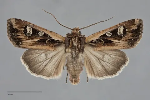 Euxoa perexcellens
