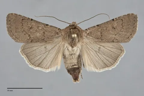 Euxoa permixta